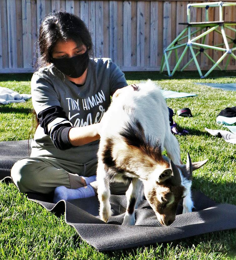 Goat Yoga - Success Academy
